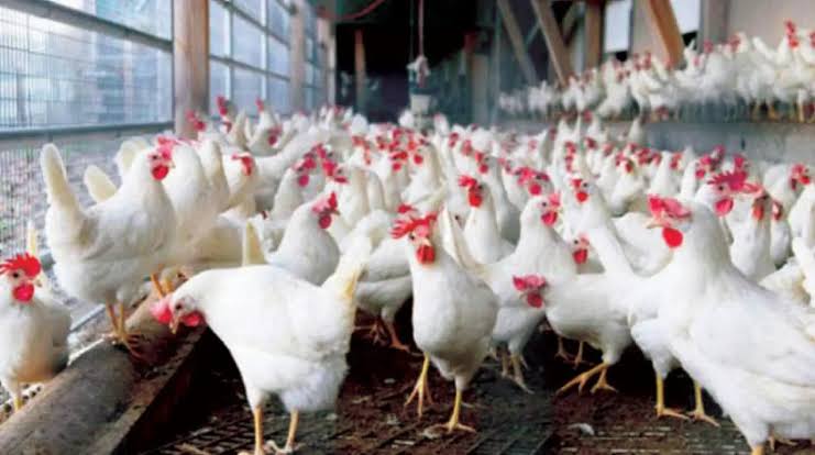 60 جنيه انخفاضا | أسعار الدواجن والبيض اليوم مفاجأة بعد التراجع