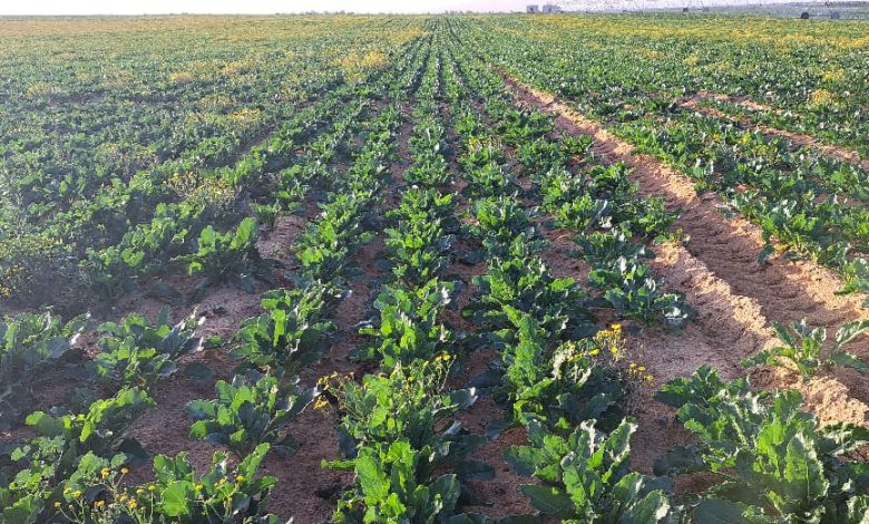 “الدقهلية للسكر” تنزع فتيل أزمة مستثمري البنجر .. ورئيس الشركة يلتقي المتضررين ويعد بصرف فروق اسعار التوريد